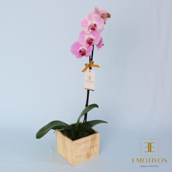 Orquídea en Macetera con Diseño