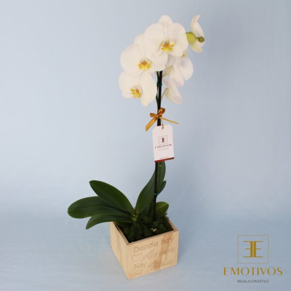 Orquídea en Macetera para Regalar